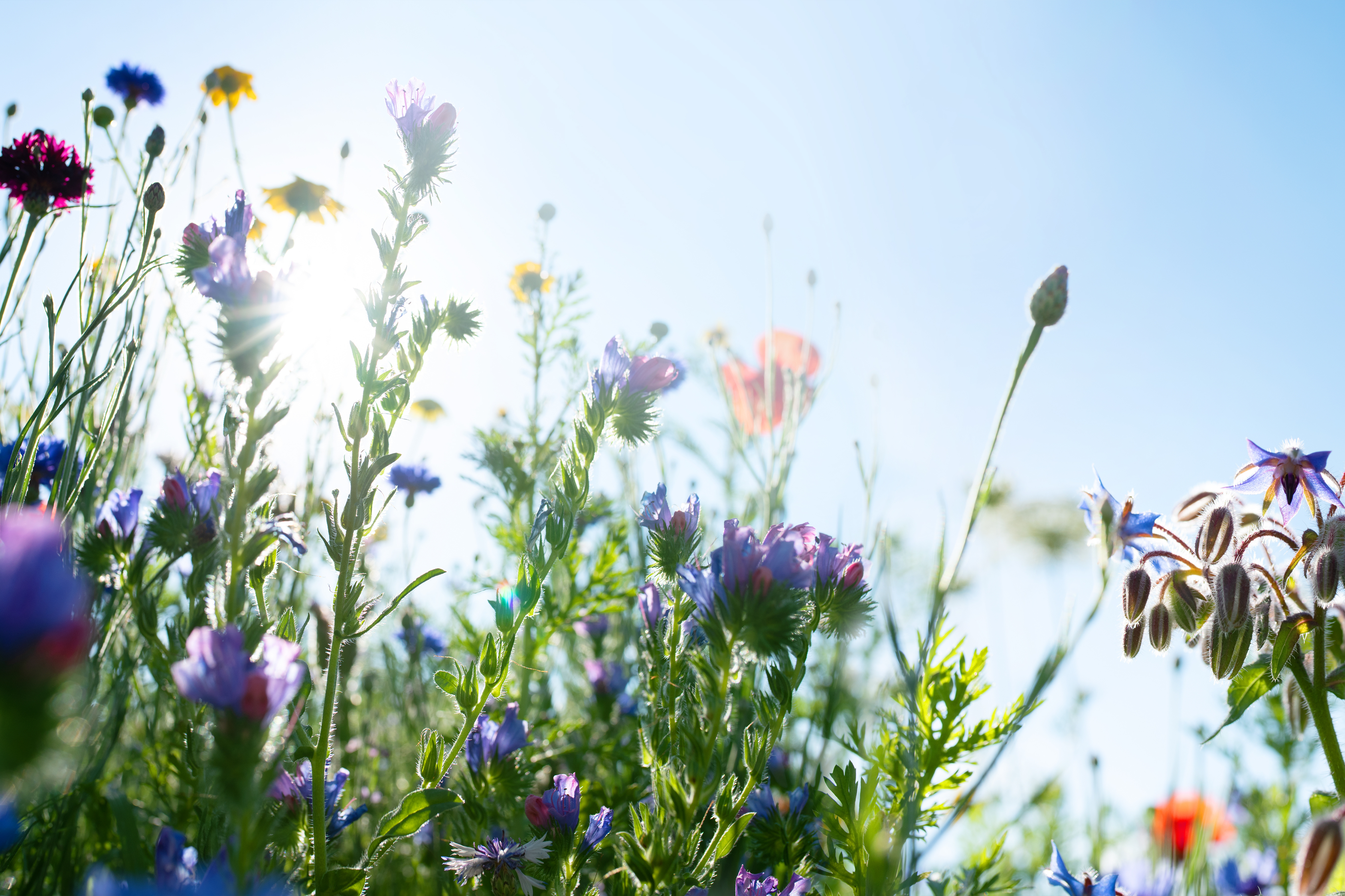 Fleurs